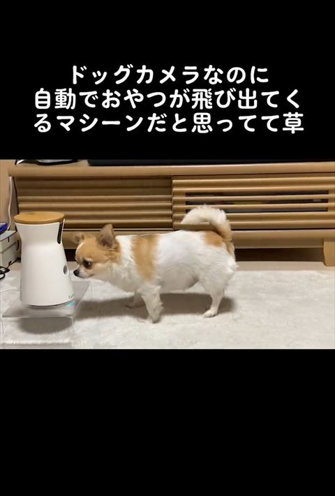 近くでペットカメラ見る