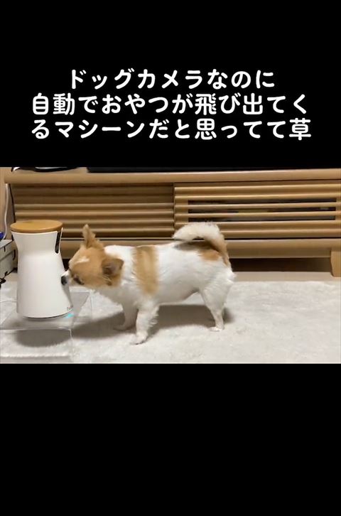 ペットカメラなめる