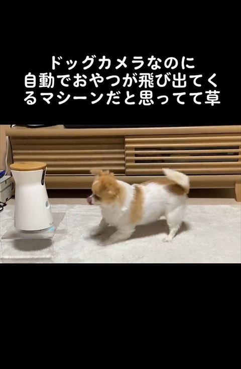 舌をだしてるワンコ