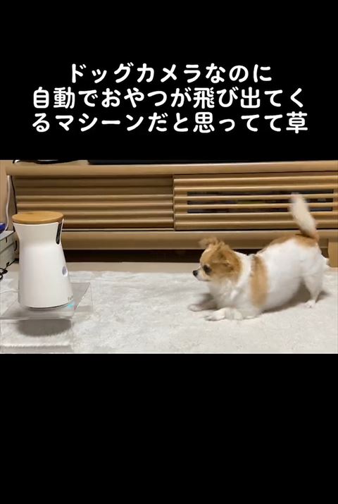 少し離れた場所から見守るたまちゃん