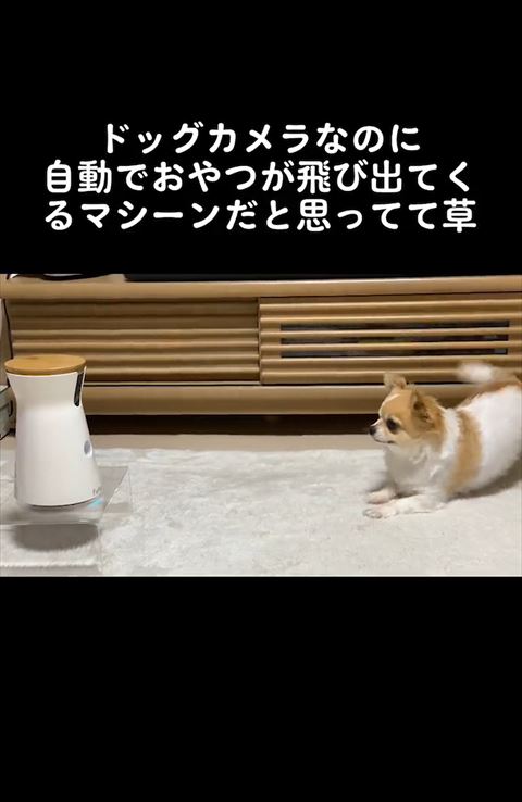 後ろにさがっていくワンコ
