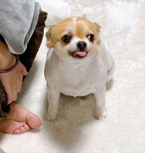 お座りして舌だしてる