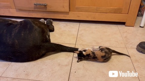 しっぽにしがみつく子猫