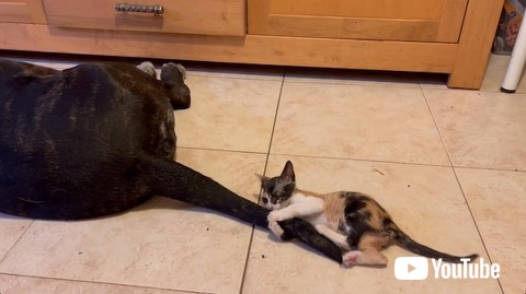 しっぽを抱え込む子猫