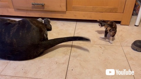 動くしっぽを見つめる子猫