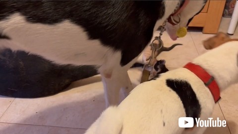 ほかの犬が乱入