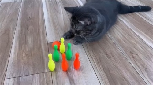 ボウリングをする猫ちゃん