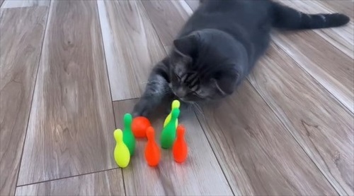 ボウリングをする猫ちゃん