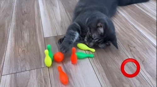 ボウリングをする猫ちゃん