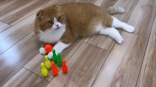 ボウリングをする猫ちゃん