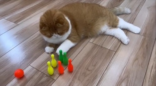 ボウリングをする猫ちゃん