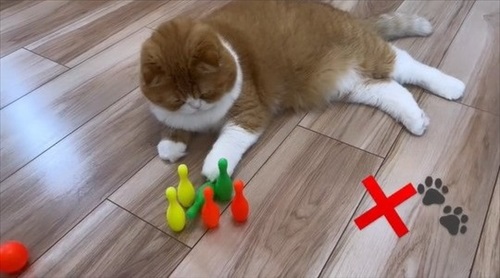 ボウリングをする猫ちゃん