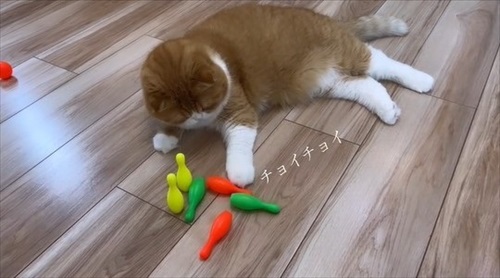 ボウリングをする猫ちゃん
