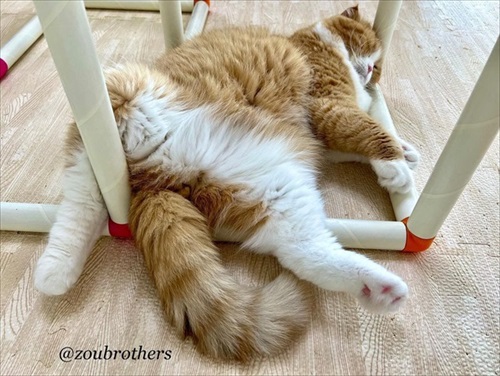 ボウリングをする猫ちゃん