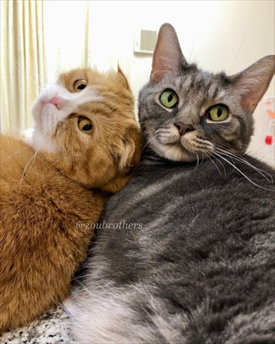 ボウリングをする猫ちゃん