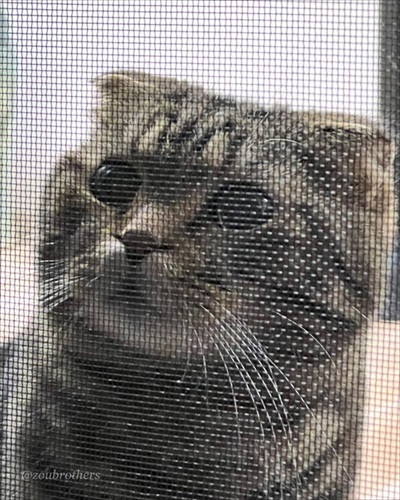ボウリングをする猫ちゃん
