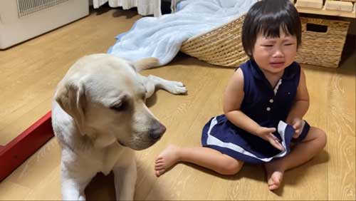 心配する表情のラブラドールレトリバー