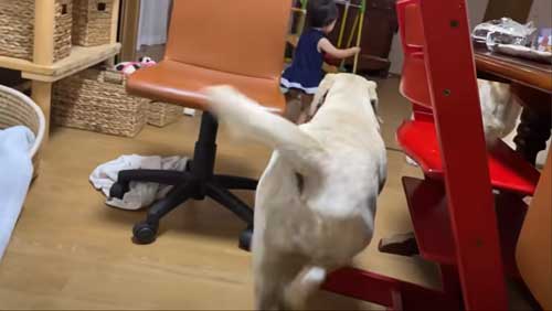 うれしそうに寄るワンコ