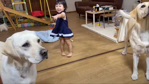 ラブラドールレトリバーと娘