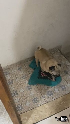 自分で足を拭く犬