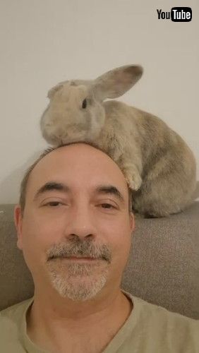 頭皮マッサージをするウサギ