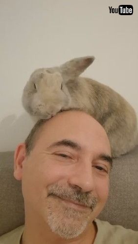 頭皮マッサージをするウサギ