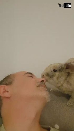 頭皮マッサージをするウサギ