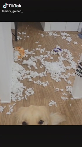 愛嬌で乗り切る犬