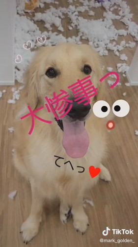 愛嬌で乗り切る犬