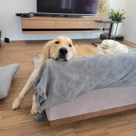 まったりするマークくん