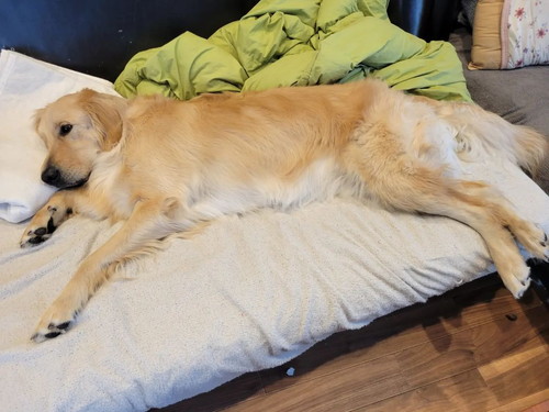 ソファでくつろぐマークくん