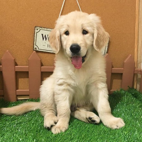 子犬時代のマークくん