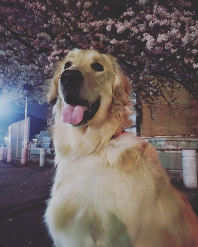 お散歩するマークくん