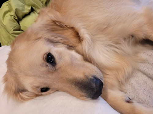 しっとりしたマークくん