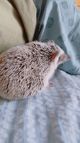 ママの横に来たハリネズミ