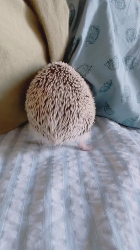 隙間に突っ込むハリネズミ