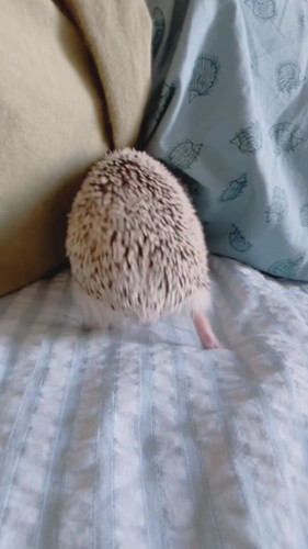 隙間に突っ込むハリネズミ