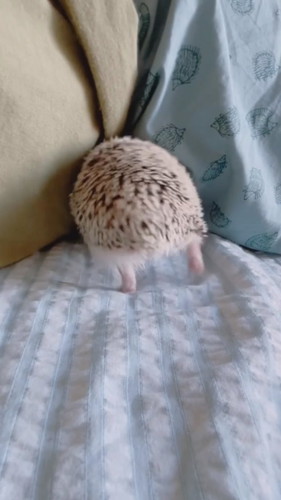 隙間に突っ込むハリネズミ