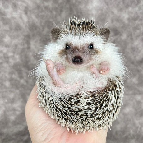 足を伸ばすハリネズミ