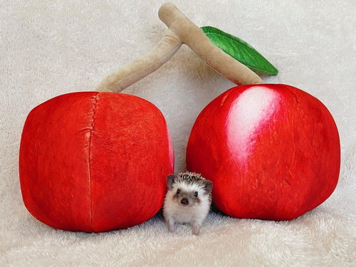 ハリネズミとチェリー