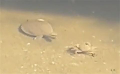 カニとスッポン