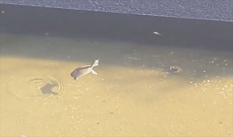 水面に浮上するスッポン