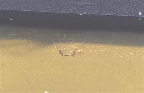 スッポンに乗るカニ