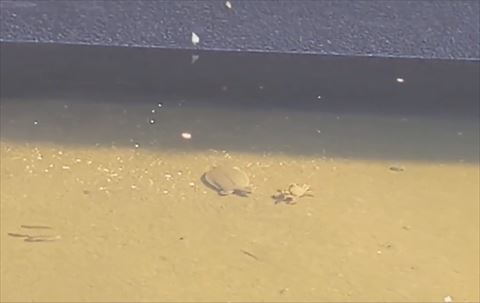 右に逃げていくカニを見るスッポン