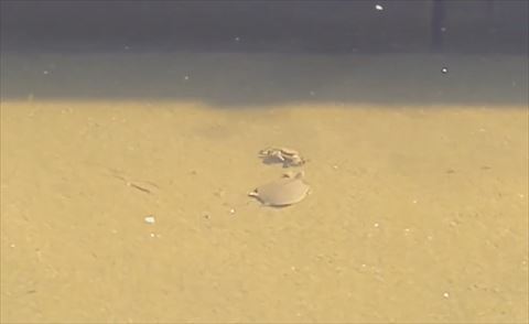 スッポン後ろ姿とカニ正面