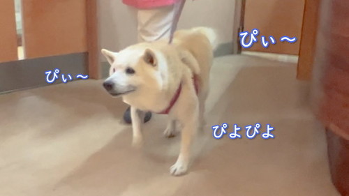 寝る飼い主と猫