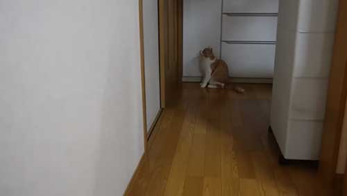 ドアの前の猫