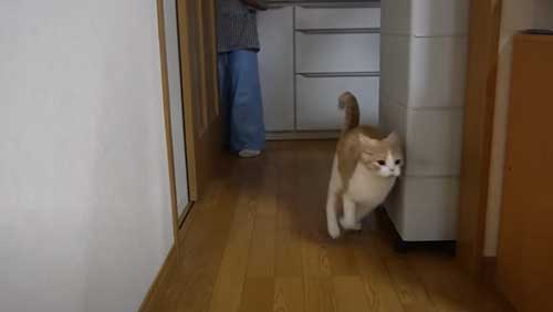 次女帰宅に大興奮の猫