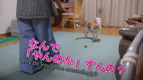 次女帰宅にやんのかする猫