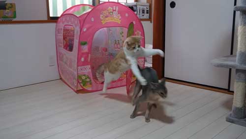 同居猫に飛びつく猫